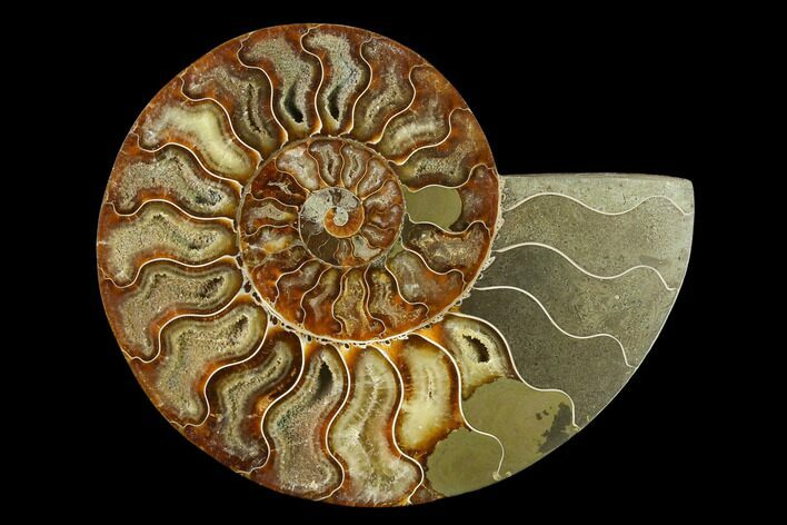 Agatized Ammonite Fossil (Half) - Madagascar #135284